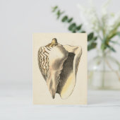 Sepia Conch Shell Briefkaart (Staand voorkant)