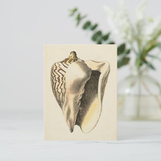  Sepia Conch Shell Briefkaart (Staand voorkant)