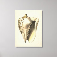 Sepia Conch Shell