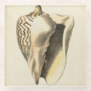 Sepia Conch Shell Glazen Onderzetter