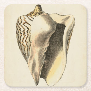 Sepia Conch Shell Kartonnen Onderzetters