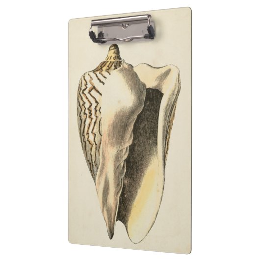 Sepia Conch Shell Klembord (Links)