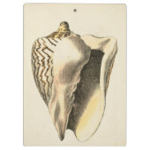 Sepia Conch Shell Klembord (Achterkant)