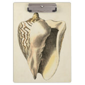 Sepia Conch Shell Klembord (Voorkant)