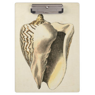 Sepia Conch Shell Klembord