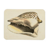 Sepia Conch Shell Magneet (Horizontaal)
