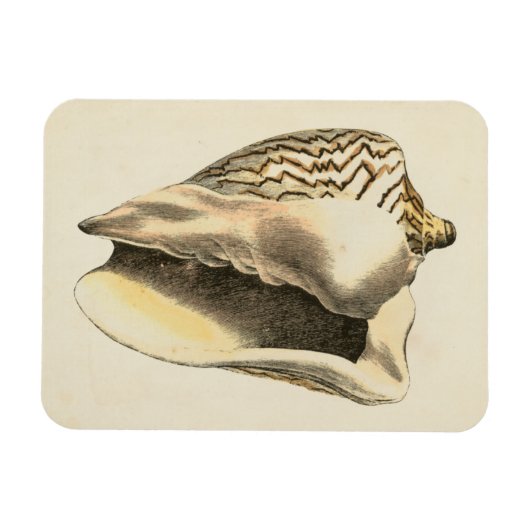  Sepia Conch Shell Magneet (Horizontaal)