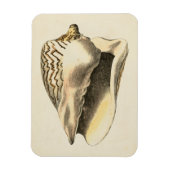 Sepia Conch Shell Magneet (Verticaal)