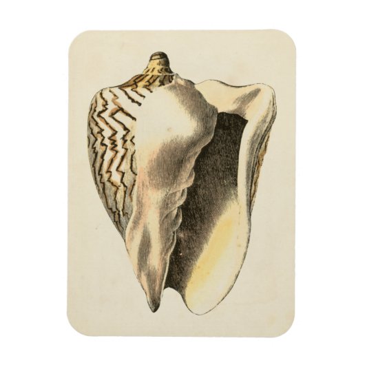 Sepia Conch Shell Magneet (Verticaal)