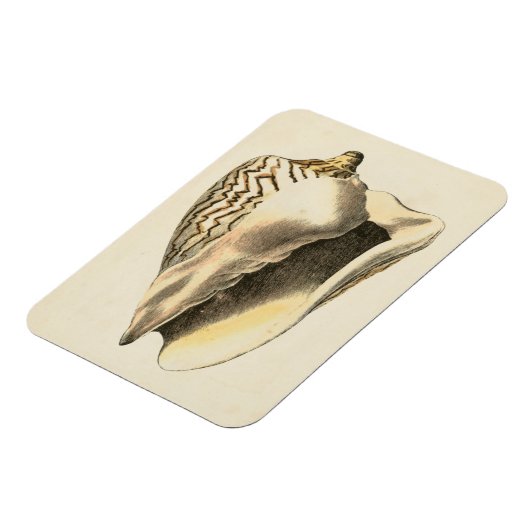  Sepia Conch Shell Magneet (Linkerzijde)