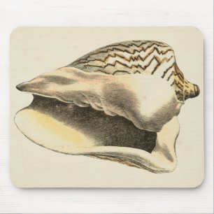  Sepia Conch Shell Muismat