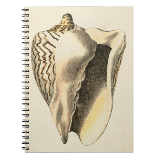  Sepia Conch Shell Notitieboek (Voorkant)