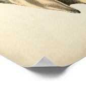 Sepia Conch Shell Poster (Hoek)