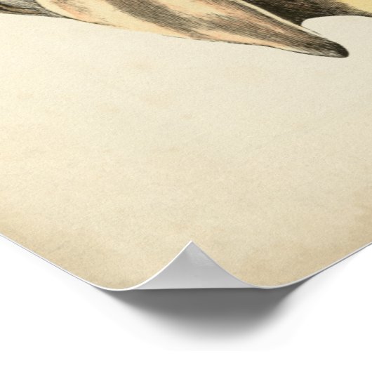  Sepia Conch Shell Poster (Hoek)