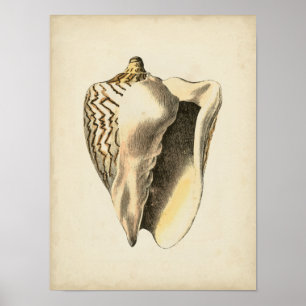 Sepia Conch Shell Poster
