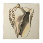  Sepia Conch Shell Tegeltje (Voorkant)