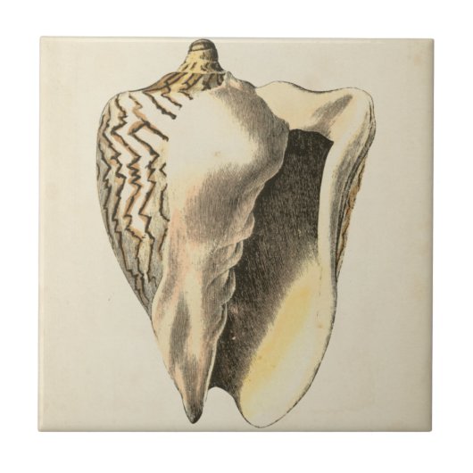  Sepia Conch Shell Tegeltje (Voorkant)