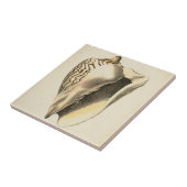  Sepia Conch Shell Tegeltje (Zijkant)