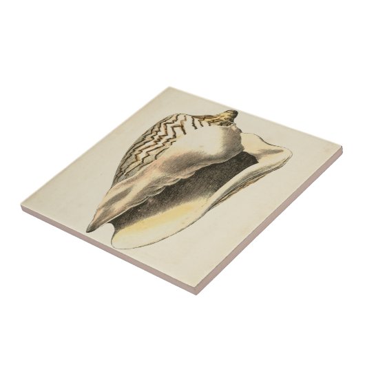  Sepia Conch Shell Tegeltje (Zijkant)