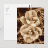 Sepia crocuses briefkaart (Voorkant / Achterkant)