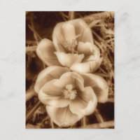 Sepia crocuses