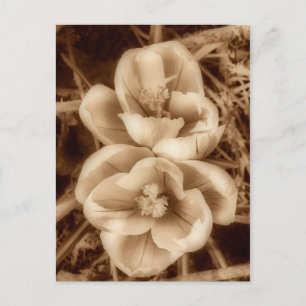 Sepia crocuses briefkaart