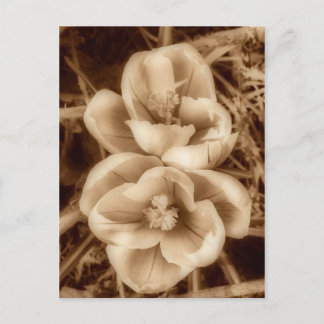 Sepia crocuses briefkaart