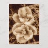 Sepia crocuses briefkaart (Voorkant)