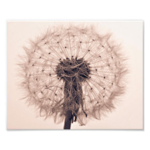 Sepia Dandelion Blow Ball Plant Foto Afdruk