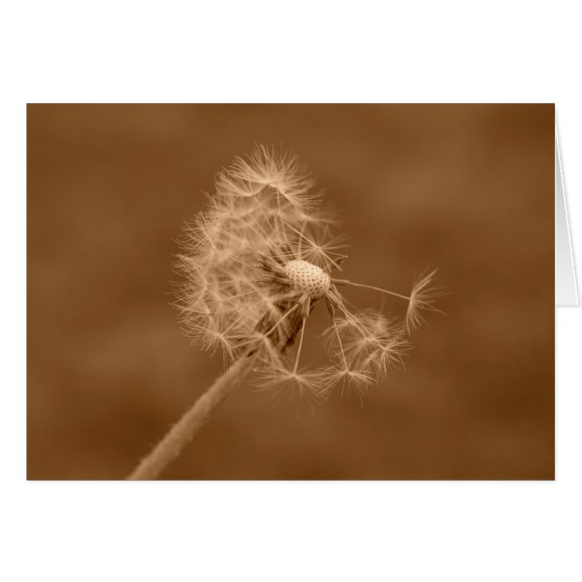 Sepia Dandelion-kaart (blanco) (Voorkant Horizontaal)