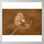 Sepia Dandelion Poster/Print Poster (Voorkant)
