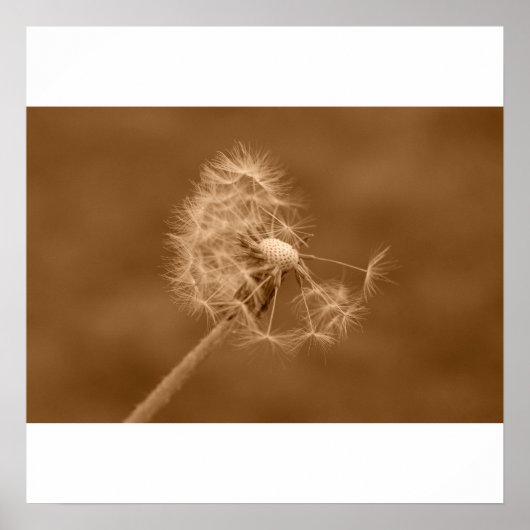 Sepia Dandelion Poster/Print Poster (Voorkant)