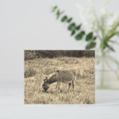 Sepia de Ezel van de Toon op een Gebied Briefkaart (Staand voorkant)