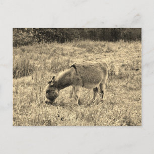 Sepia de Ezel van de Toon op een Gebied Briefkaart