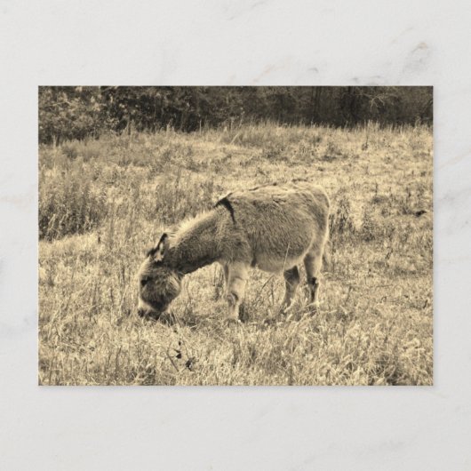 Sepia de Ezel van de Toon op een Gebied Briefkaart (Voorkant)