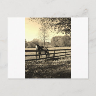 Sepia de Foto van de Toon van zwart-wit Paard Briefkaart