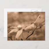 Sepia Dogwood Blossom Fotografie Briefkaart (Voorkant / Achterkant)