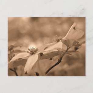 Sepia Dogwood Blossom Fotografie Briefkaart