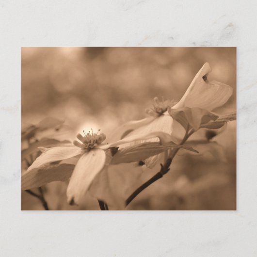 Sepia Dogwood Blossom Fotografie Briefkaart (Voorkant)