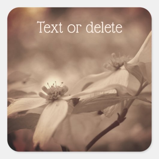  Sepia Dogwood Flowers Gepersonaliseerd Vierkante Sticker (Voorkant)