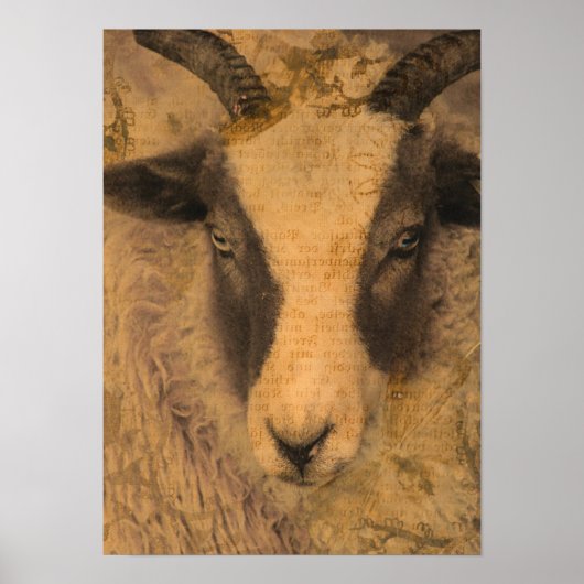 Sepia Ewe Poster (Voorkant)