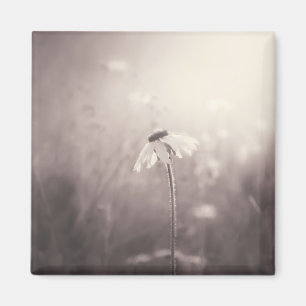 Sepia Field of Wildflower in the Sunset Magneet