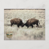 Sepia Gevecht Bizons Yellowstone Briefkaart (Voorkant)