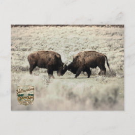 Sepia Gevecht Bizons Yellowstone Briefkaart