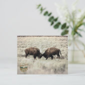 Sepia Gevecht Bizons Yellowstone Briefkaart (Staand voorkant)