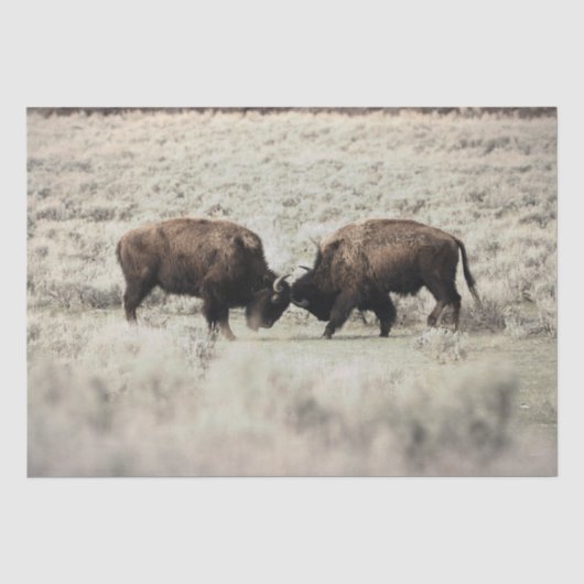 Sepia Gevecht Bizons Yellowstone Tissuepapier (Voorkant)