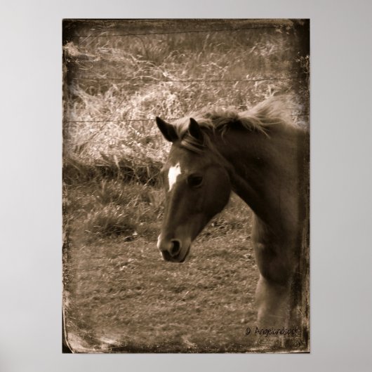 Sepia Grunge Horse Poster (Voorkant)