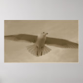Sepia Gull Poster (Voorkant)