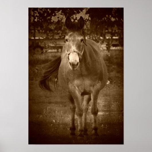 Sepia Hallo Daar Poster (Voorkant)