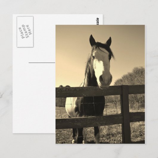 Sepia het Paard van de Toon Briefkaart (Voorkant / Achterkant)